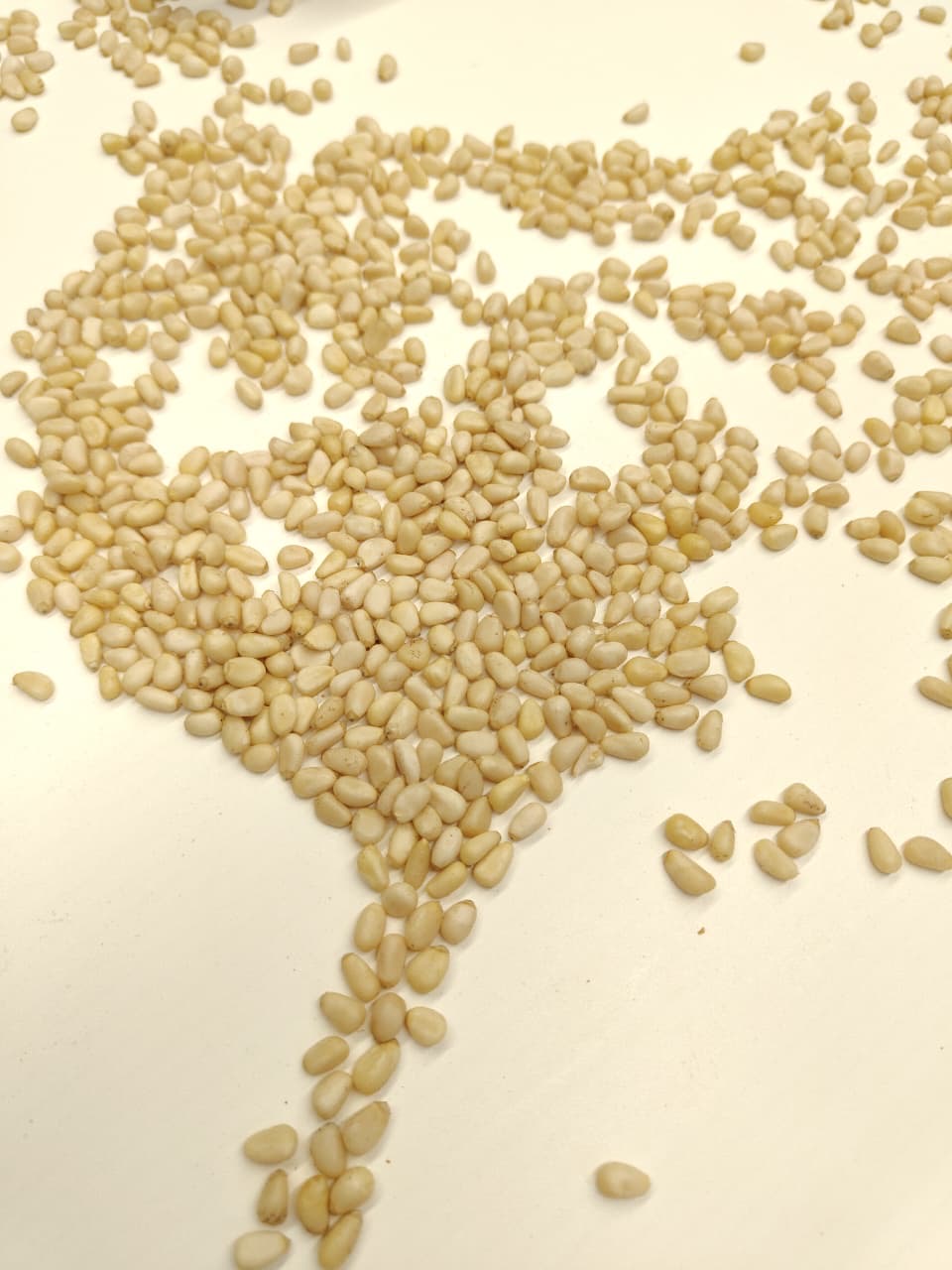 Raw organic Siberian pine nut kernels
